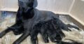 Fabulously well bred litter of Labrador Puppies
