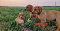 Fox Red Lab Puppies – KC registered – Ready Now!