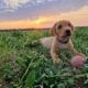 Fox Red Lab Puppies – KC registered – Ready Now!
