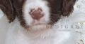 FTCH x FTW/OpenFTAW English Springer Spaniel Pupp
