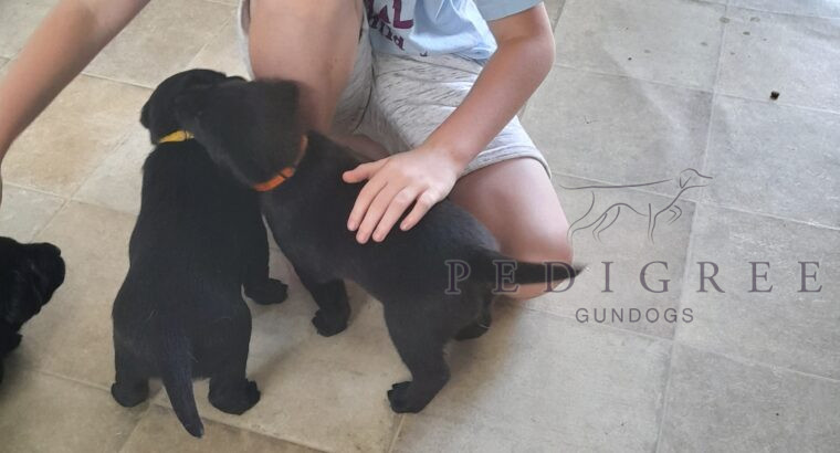 Black Labrador pups from working parents