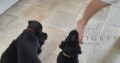 Black Labrador pups from working parents