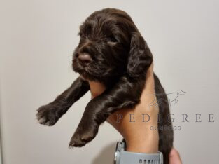 Kc Registered – Health tested – WCS Pups