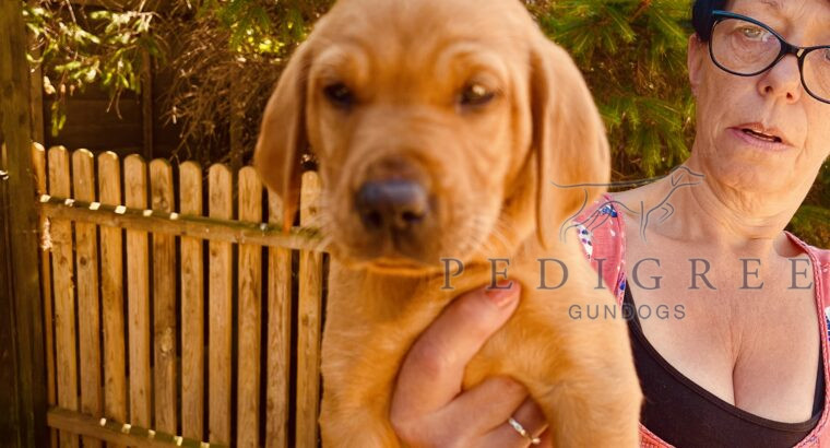 Fox Red Health Tested & KC Working Labrador Pups