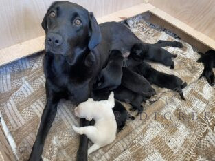 Fabulously well bred litter of Labrador Puppies