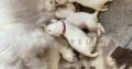 Clumber Spaniel puppies
