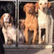 Fox Red Health Tested & KC Working Labrador Pups