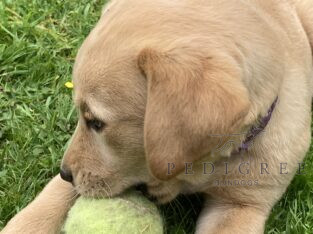 FTCH KC Registered Red and Yellow Labrador Puppies