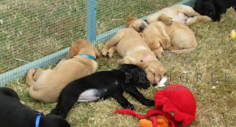 Black & Yellow Labrador pups from working parents