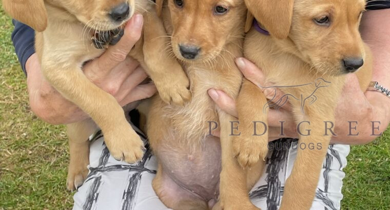 Fox Red Puppies, One Male, One Female