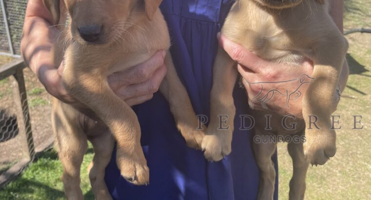 Fox Red Puppies, One Male, One Female