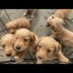 Working Golden retriever pups