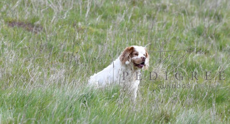 Working Clumber Spaniels For Sale