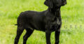 Stunning Black Labrador puppies