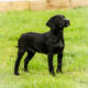 Stunning Black Labrador puppies
