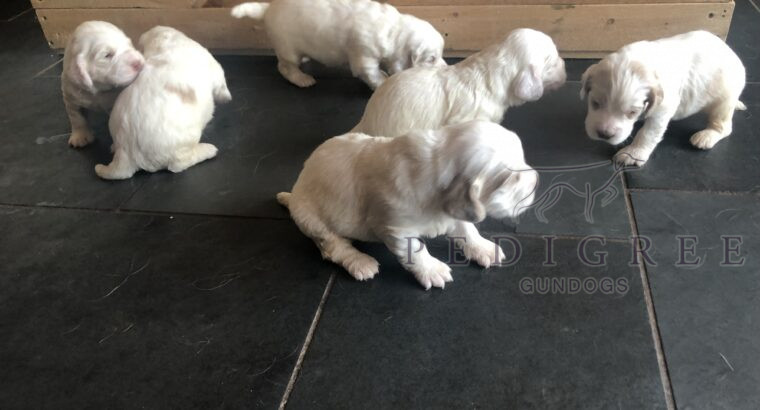 Working Clumber Spaniels For Sale