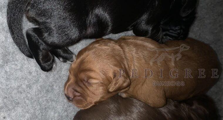 KC Working Cockers (3 puppies – Black, Brown, Red)