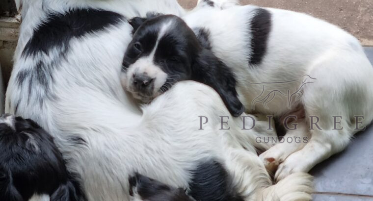 KC reg Working Springer Spaniel puppies for sale