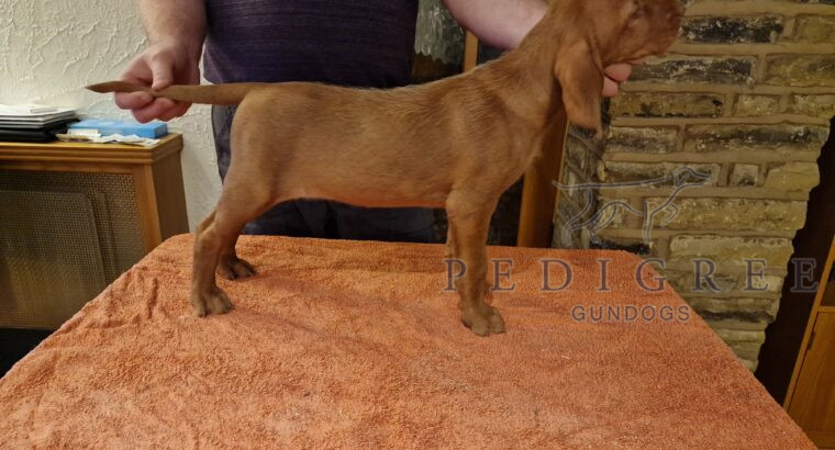 Wirehaired Viszla Puppies For Sale