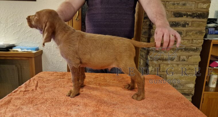 Wirehaired Viszla Puppies For Sale