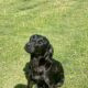 Kc reg Labrador pups excellent pedigree