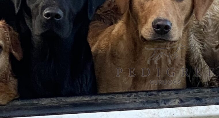 Kc reg Labrador pups excellent pedigree