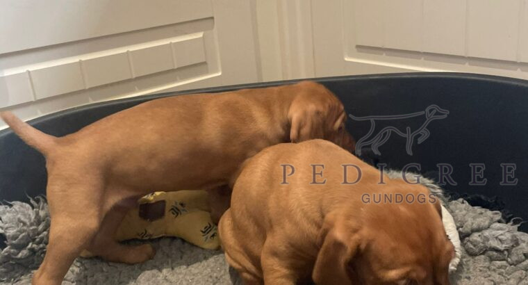 Exceptional HWV Puppies