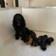 Kc Registered Health Tested Working Cocker Puppies