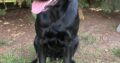 Year old Black Labrador Dog