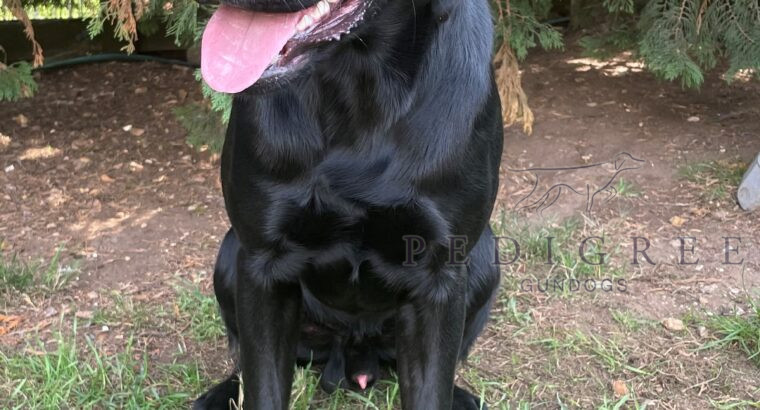 Year old Black Labrador Dog