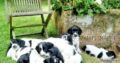 KC reg Working Springer Spaniel puppies for sale