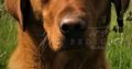 Extensively health checked fox red Labrador pups