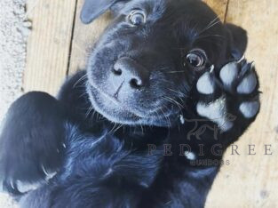 Beautiful Black Labrador Puppies – Perfect Family