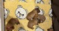SOLD Kc registered Labrador puppies