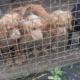 Working Cocker Spaniels pups
