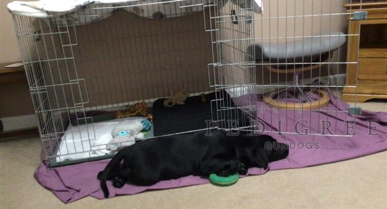Two Beautiful Black Labrador Puppies