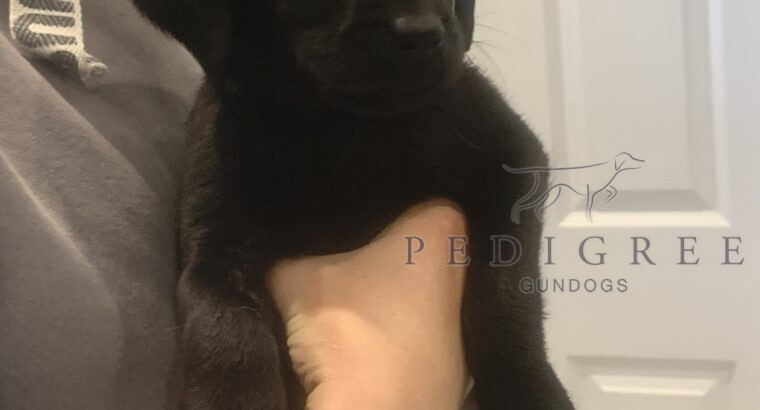 Ready for new homes Labrador puppies