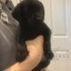 Ready for new homes Labrador puppies