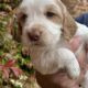 Kc Registered Health Tested Working Cocker Puppies