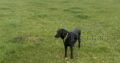 Beautiful Black pedigree Labrador Puppies