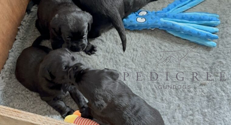 Beautiful Black pedigree Labrador Puppies