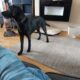 11 MONTH OLD Labrador retriever (DOG)