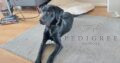 10 MONTH OLD Labrador retriever (DOG)