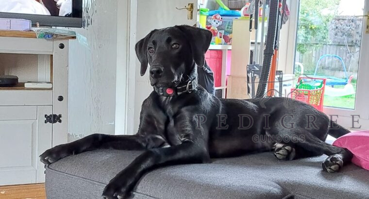 10 MONTH OLD Labrador retriever (DOG)