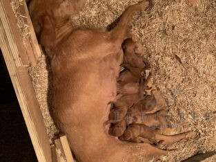 KC Registered Hungarian Wirehaired Vizsla Pups