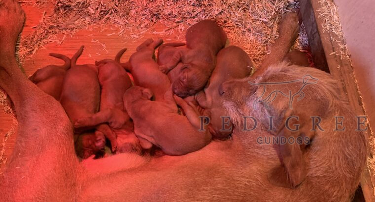 KC Registered Hungarian Wirehaired Vizsla Pups
