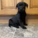 Adorable Black Lab Pups Ready to go
