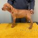 Exceptional HWV Puppies
