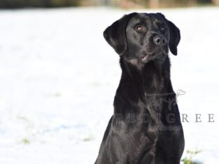 Black Labrador Retriever Stud Dog