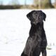 Black Labrador Retriever Stud Dog